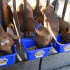 Feed pan shields